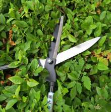 Dezhi's lawn turf. Scissors. Knife. Holly cut. Garden pruning shears. Gardening pruning shears. Hedge hedge