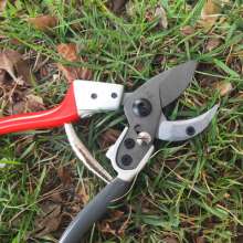Supply Jiuicang 828 fruit tree scissors. Pruning shears. Garden tools new flower scissors. SK5 steel thick branch shears. Tree repair