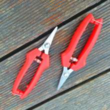 Stainless steel short straight grape shears. Orange scissors. knife. Plant tools. Fruit picking, fruit picking, thinning and fruit cutting. Orange shears