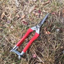 Jiuicang lengthened the fruit and thinned the fruit. scissors. knife. Thin fruit cut grapes cut and cut. Thinning scissors. Gardening shears