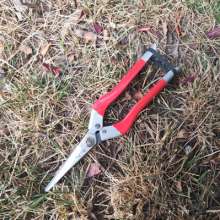 Jiuicang lengthened the fruit and thinned the fruit. scissors. knife. Thin fruit cut grapes cut and cut. Thinning scissors. Gardening shears