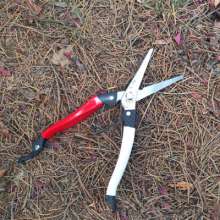 Kujiichiro 10-inch fruit tree thin fruit scissors gardening scissors sprout scissors sparse flower scissors flower tree sparse scissors grape branch scissors s503