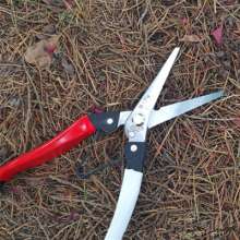 Kujiichiro 10-inch fruit tree thin fruit scissors gardening scissors sprout scissors sparse flower scissors flower tree sparse scissors grape branch scissors s503