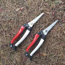 Kujiichiro 10-inch fruit tree thin fruit scissors gardening scissors sprout scissors sparse flower scissors flower tree sparse scissors grape branch scissors s503