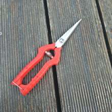 Stainless steel thin fruit shears. Pick the fruit and cut it. Grape shears. Tomato shears. Thin fruit scissors. Cut. Orange cut