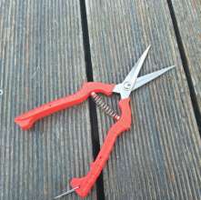 Stainless steel thin fruit shears. Pick the fruit and cut it. Grape shears. Tomato shears. Thin fruit scissors. Cut. Orange cut