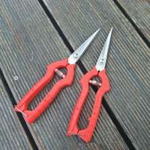 Stainless steel thin fruit shears. Pick the fruit and cut it. Grape shears. Tomato shears. Thin fruit scissors. Cut. Orange cut