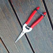 Stainless steel thin fruit shears. Pick the fruit and cut it. Grape shears. Tomato shears. Straight head thinning shears. Cut. Orange cut
