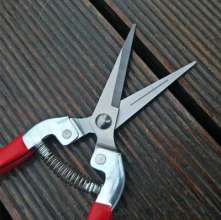 Stainless steel thin fruit shears. Pick the fruit and cut it. Grape shears. Tomato shears. Straight head thinning shears. Cut. Orange cut