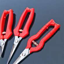 Famous diamond thin fruit scissors.   Scissors.   Pick the fruit and cut it.  Grape cut. Tomato shears.   Thin fruit scissors. cut. Orange cut