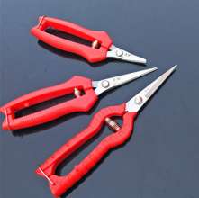 Famous diamond thin fruit scissors.   Scissors.   Pick the fruit and cut it.  Grape cut. Tomato shears.   Thin fruit scissors. cut. Orange cut