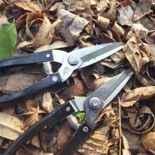Extra large triangular Luoding shears. Thin fruit cut. Thin fruit scissors. Pick the fruit and cut it. Orange cut. Orange cut. Grapefruit shears