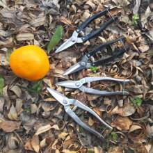 Extra large triangular Luoding shears. Thin fruit cut. Thin fruit scissors. Pick the fruit and cut it. Orange cut. Orange cut. Grapefruit shears