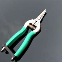 Famous diamond thin fruit scissors. Stainless steel picking scissors. Scissors. Grape cut. Orange cut. Fruit cuts. Fruit and vegetable scissors. Tomato shears