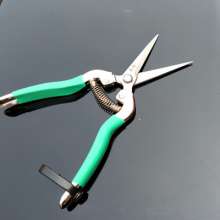 Famous diamond thin fruit cut. Pick the fruit and cut it. Grape cut. Orange shears. Fruit cuts. Fruit and vegetable scissors. Fruit branch shear