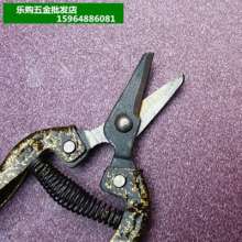 Wholesale thin flower scissors. Grape orange cut. Knife picking fruit scissors. Pick the fruit and cut it. Thin fruit scissors. Squat shears. Put the scissors. Tomato shears