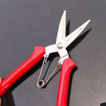 The mountain vine picks the fruit. Gardening pruning shears. Fruit tree scissors. Grape shears. Thinning scissors. Garden tools, fruit picking scissors