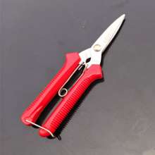 The mountain vine picks the fruit. Gardening pruning shears. Fruit tree scissors. Grape shears. Thinning scissors. Garden tools, fruit picking scissors