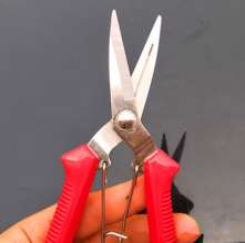 The mountain vine picks the fruit. Gardening pruning shears. Fruit tree scissors. Grape shears. Thinning scissors. Garden tools, fruit picking scissors