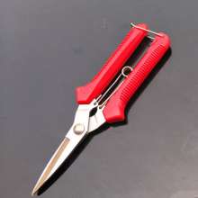 The mountain vine picks the fruit. Gardening pruning shears. Fruit tree scissors. Grape shears. Thinning scissors. Garden tools, fruit picking scissors
