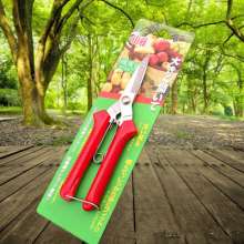 The mountain vine picks the fruit. Gardening pruning shears. Fruit tree scissors. Grape shears. Thinning scissors. Garden tools, fruit picking scissors