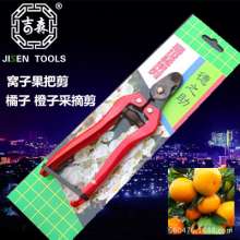 Grape orange scissors. Fruit picking. Pick the fruit and cut it. Thin fruit scissors. The cocky fruit puts the scissors. Vintage nest knife