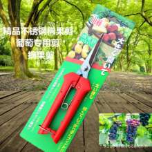 Thin fruit cut. Stainless steel picking scissors. Scissors. Grape cut. Orange cut. Fruit cut. Fruit and vegetable scissors. Fruit branch shear