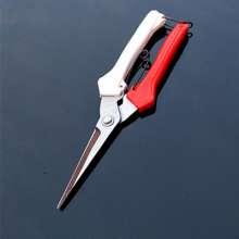 Liu Sanpai picks the fruit. Thin fruit cut. Cut. Flowering grape picking scissors. Gardening shears. Branch shears. scissors