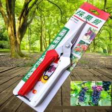 Liu Sanpai picks the fruit. Thin fruit cut. Cut. Flowering grape picking scissors. Gardening shears. Branch shears. scissors