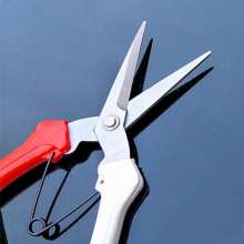 Liu Sanpai picks the fruit. Thin fruit cut. Cut. Flowering grape picking scissors. Gardening shears. Branch shears. scissors
