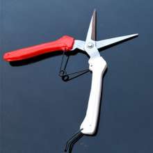 Liu Sanpai picks the fruit. Thin fruit cut. Cut. Flowering grape picking scissors. Gardening shears. Branch shears. scissors