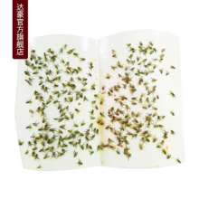 Dachau Fly Sticky Glue Medium Premium 10's Pack Fly Paper Sticky Fly Paper Fly Sticky Trap