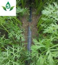 Labyrinth drip irrigation belt. Infusion belt. Agricultural belt. Anti-clogging and light weight field greenhouse water-saving irrigation single-wing labyrinth drip irrigation belt