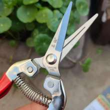 Famous diamond 3002 stainless steel long elbow fruit picking scissors thin fruit scissors thinning flowers grape picking scissors tomato scissors gardening scissors