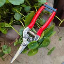 Famous diamond 3002 stainless steel long elbow fruit picking scissors thin fruit scissors thinning flowers grape picking scissors tomato scissors gardening scissors