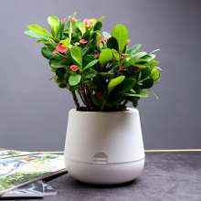 Meixuan self-absorbent flower pot combination. Plastic resin flower pot. PP green dill small potted water lazy flower pot
